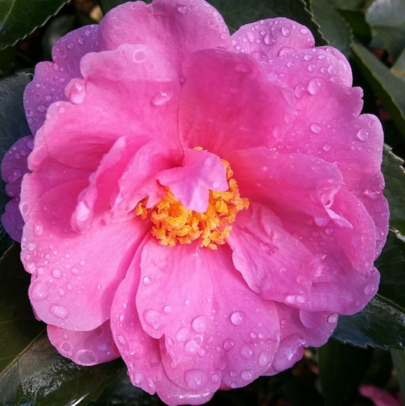 Meet your Posher, Kathleen - Picture 1 of 1